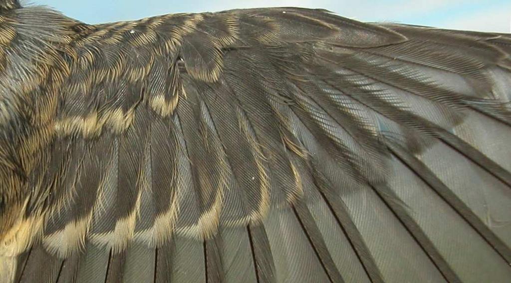 Male: pattern of wing