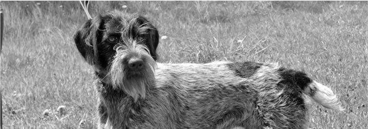 Page 22 THE GUN DOG SUPREME August 2016 PEDGREE 426 CF Alan z Včelínského lesa Oskár z Březové stráně Lena z Březové stráně