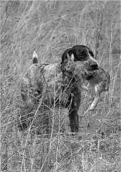 Page 2 THE GUN DOG SUPREME August 2016 Drag of Furred Game is optional in IHDT Monica Redmond elected to give it a try with Fousek Z Sakered Bohdan. (Photo by Rem DeJong) retrieve of dragged fur.