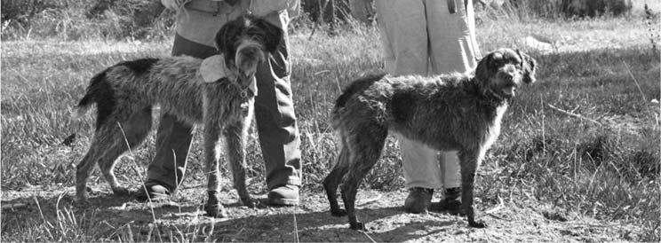 On Saturday, three Cesky Fousek (CF) import pups plus Dennis Carlson s German Wirehaired Pointer completed the NAT.