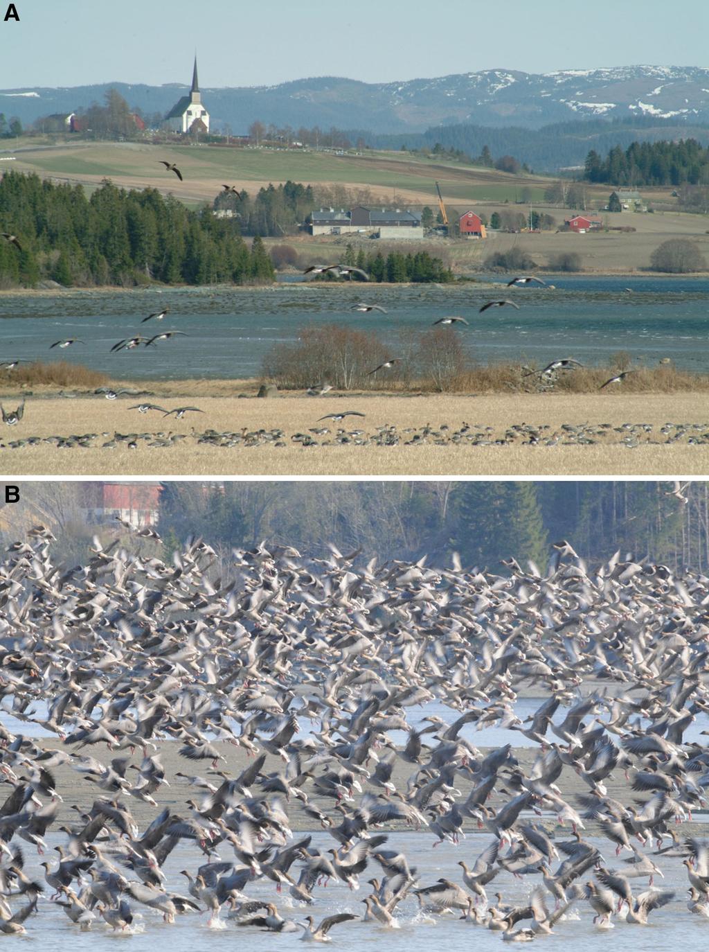 Fig. 2 Pink-footed geese rely on foraging in a cultural and intensively farmed landscape in mid Norway (a).