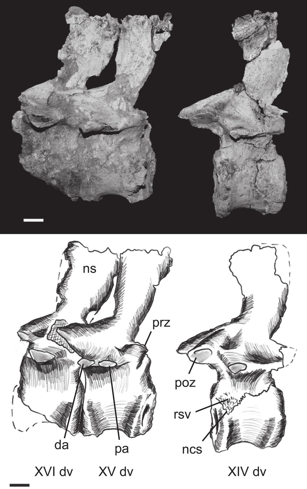 334 Nascimento, P.M. & Zaher, H.: A new Baurusuchidae from the Upper Cretaceous of Brazil Figure 7: Lumbar vertebrae of Baurusuchus albertoi in right lateral view.
