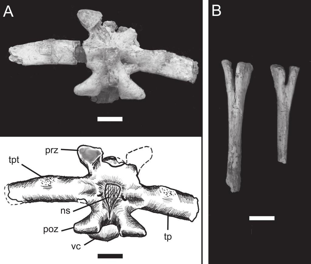 342 Nascimento, P.M. & Zaher, H.: A new Baurusuchidae from the Upper Cretaceous of Brazil (Fig. 19). The distal end has a marked anterior concavity, as in living crocodiles.