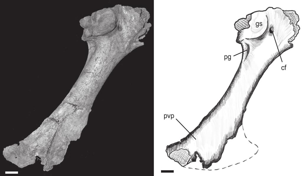 344 Nascimento, P.M. & Zaher, H.: A new Baurusuchidae from the Upper Cretaceous of Brazil Radius Carpals The right radius of B. albertoi is perfectly preserved.