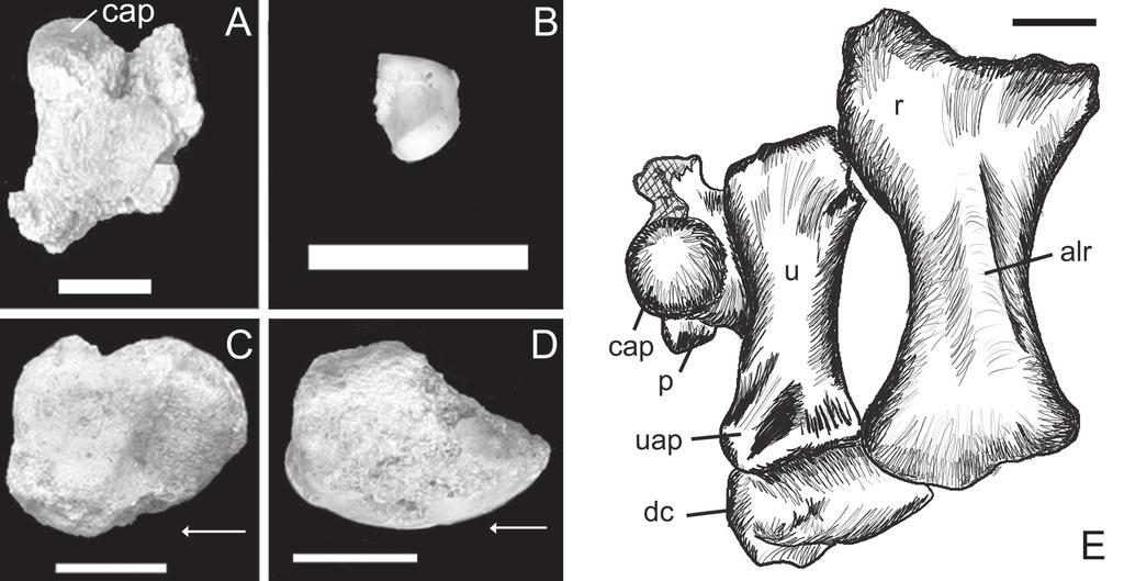 350 Nascimento, P.M. & Zaher, H.: A new Baurusuchidae from the Upper Cretaceous of Brazil However, the presence of a distal cartilaginous phalanx in B. albertoi could not be confirmed.