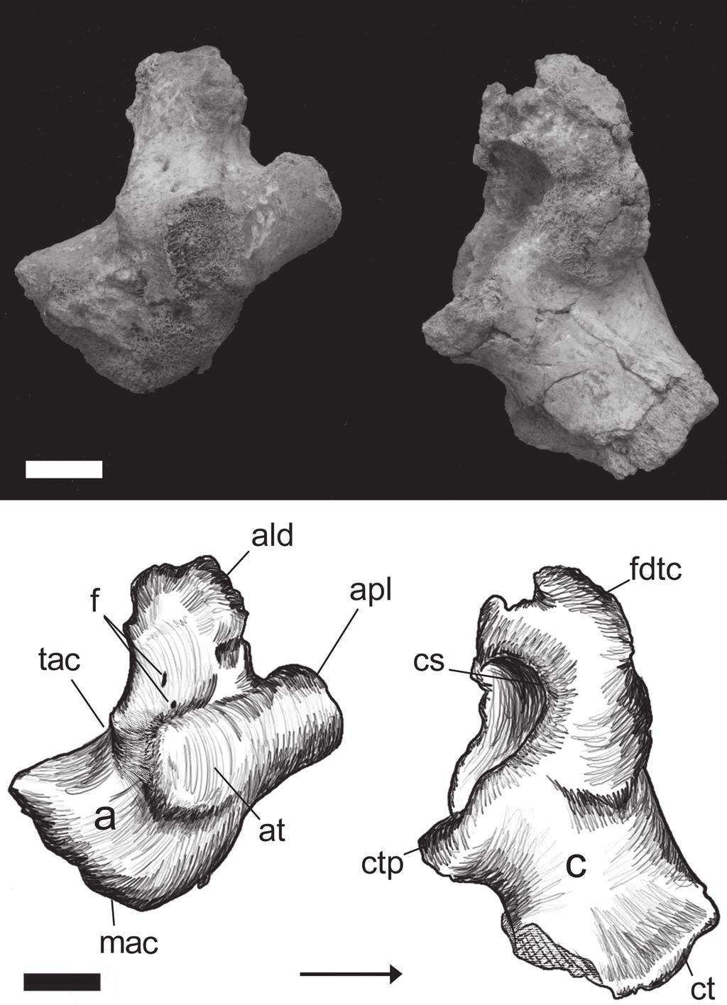 Papéis Avulsos de Zoologia, 50(21), 2010 355 Figure 28: Proximal tarsals of Baurusuchus albertoi, with the astragalus in anterodorsal view and the calcaneum in anteroventral view.