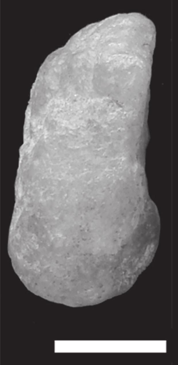 Papéis Avulsos de Zoologia, 50(21), 2010 357 Figure 31: Tibia and fibula of Baurusuchus albertoi.