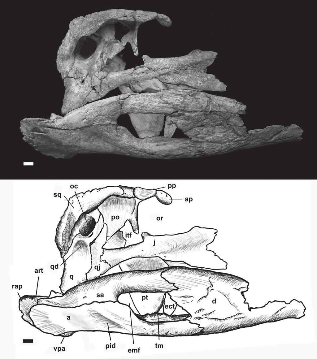 326 Nascimento, P.M. & Zaher, H.: A new Baurusuchidae from the Upper Cretaceous of Brazil observed in lateral view. The descending postorbital ramus is smooth and cylindrical.