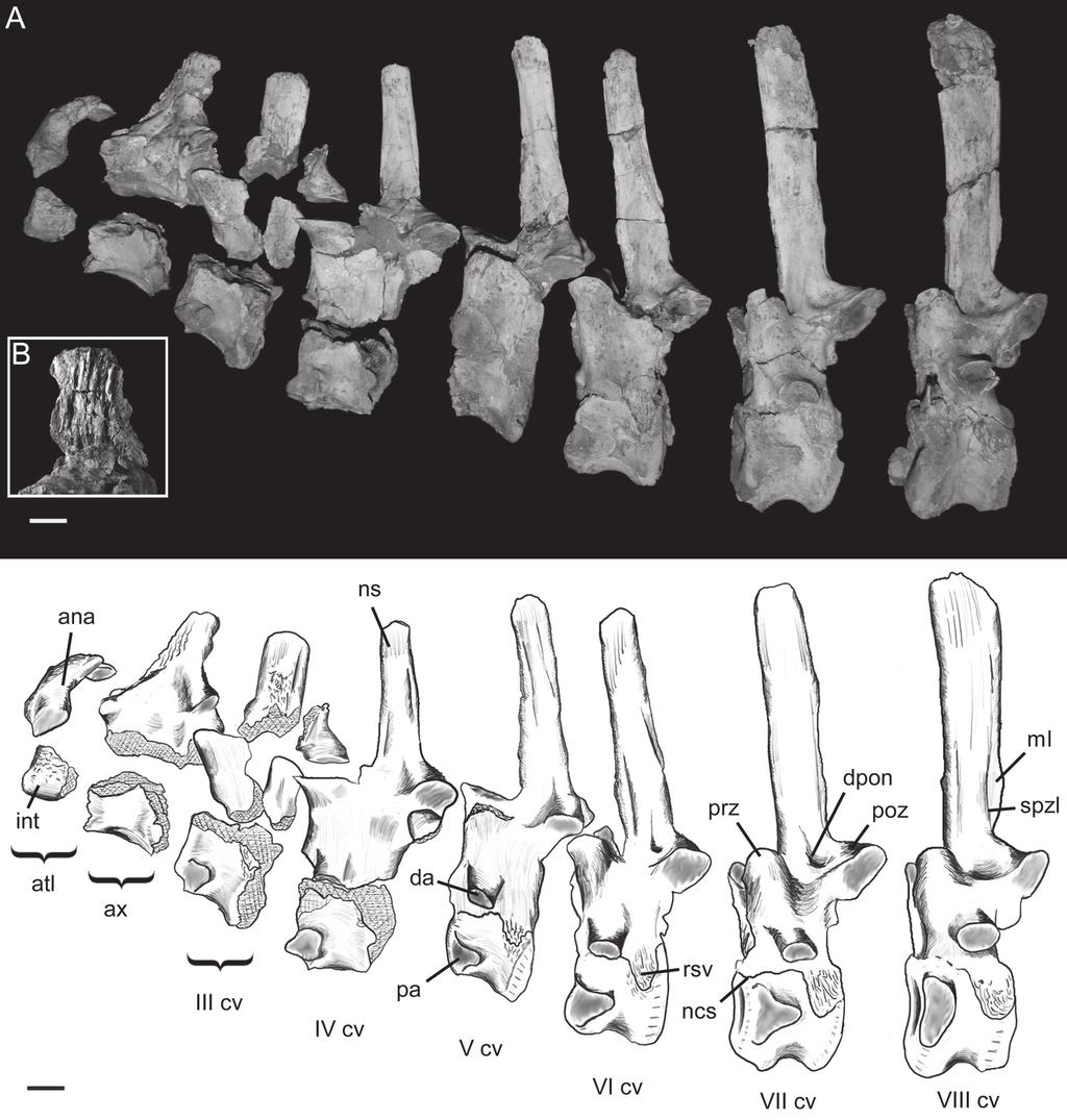 328 Nascimento, P.M. & Zaher, H.: A new Baurusuchidae from the Upper Cretaceous of Brazil Axial elements The axial skeleton of B. albertoi is almost completely preserved and articulated.