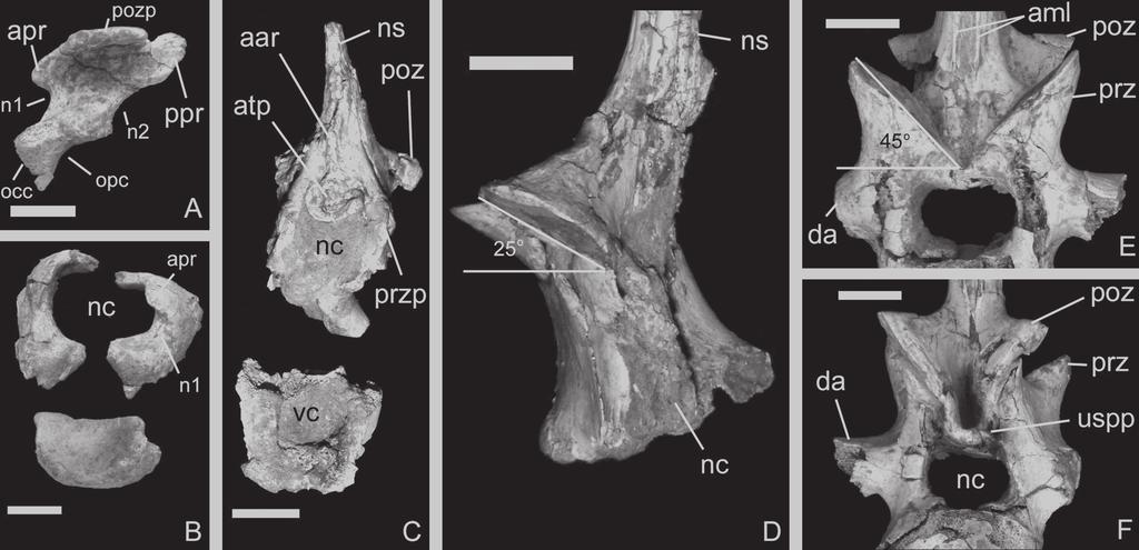 Papéis Avulsos de Zoologia, 50(21), 2010 329 (Vertebrae XXV XXVII), and 35 preserved caudal vertebrae (Vertebrae XXVIII LXII).