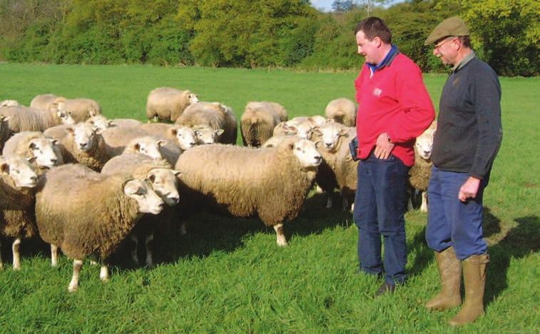 of rams to choose from Competitive bidding process Published genetic merit information on show, eg sale charts or catalogue entries This term can mean a variety of things, from structural soundness