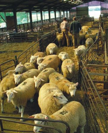 Which breeds performance record with Signet? Over 30 sheep breeds performance record with Signet. The breeds where the evaluation contains more than 1000 lambs per annum are shown in Table 1.