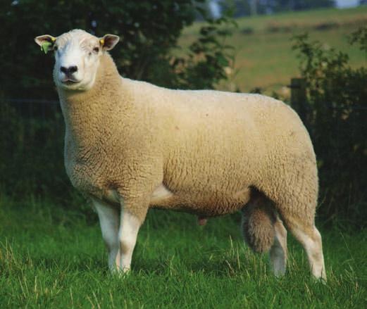 Farmers with performance recorded flocks weigh their lambs twice in their lifetime, at eight weeks of age and at scanning (at around 21 weeks of age), to assess their performance.