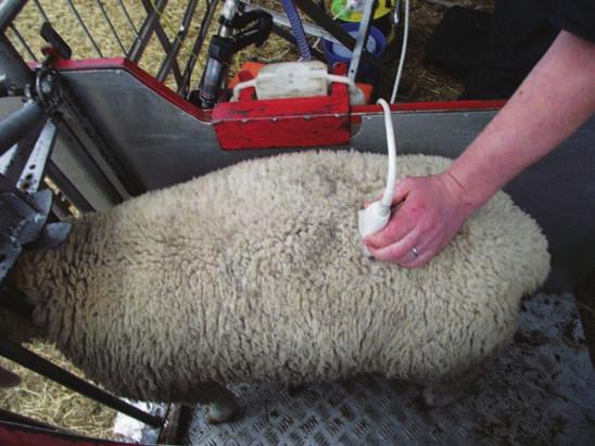 Ultrasound scanning guides selection process Ram breeders can assess the carcase attributes of their lambs by ultrasound scanning, which measures muscle and fat depth in the live animal.