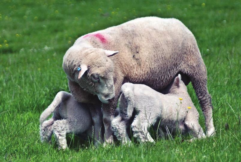 Maternal sheep breeding initiatives Signet is working with several breeders to promote the importance of performance recording within maternal breeds.