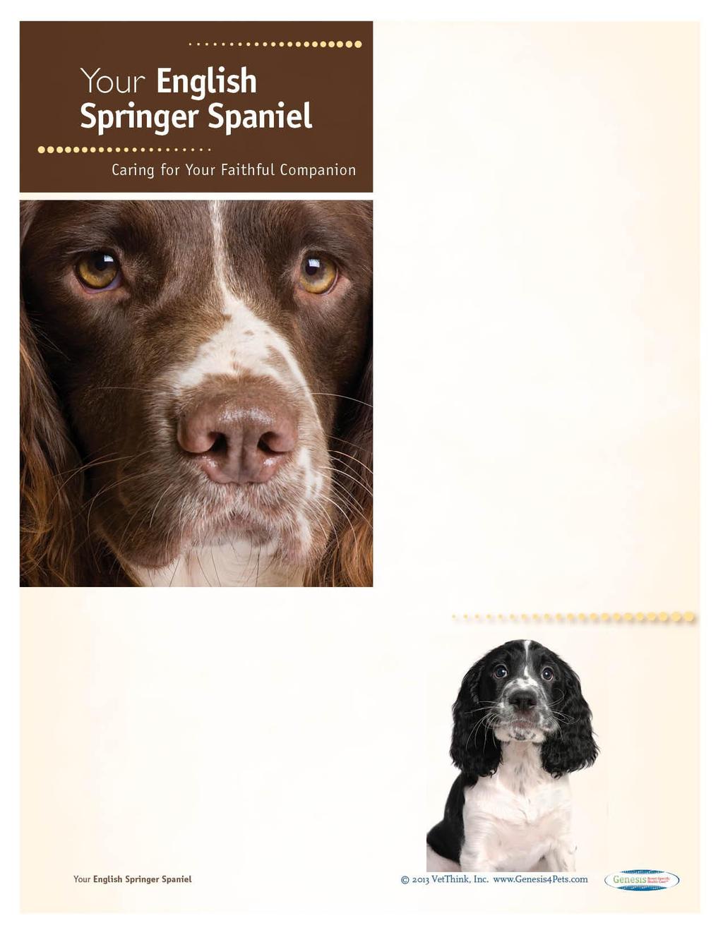 English Springer Spaniels: What a Unique Breed! Your dog is special! She's your best friend, companion, and a source of unconditional love.