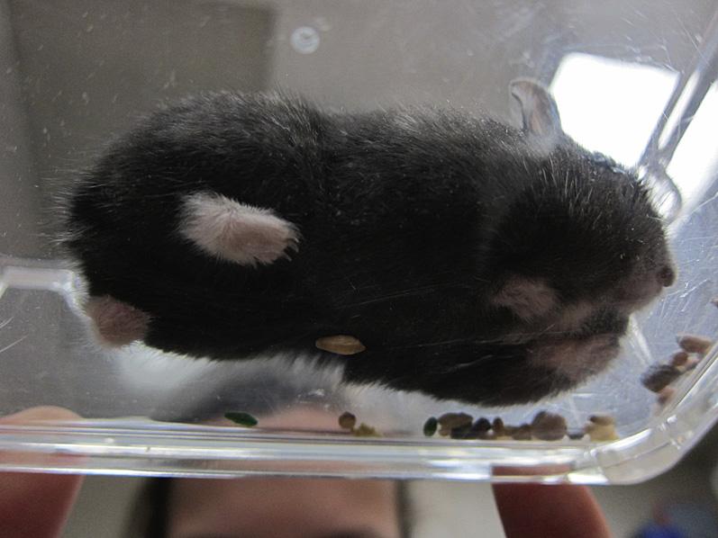 482 Brown Fig. 3. Hamster seen from underside in clear plastic box. the amount of fluid that can be given. Use fluid that is palatable see Box 7 for ideas on liquid foods to use.