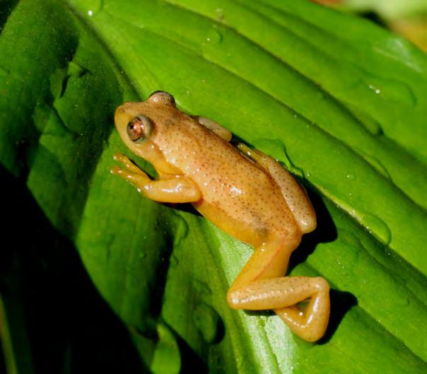 AFRICAN HERP NEWS 58, DECEMBER 2012 HYPEROLIIDAE GEOGRAPHICAL DISTRIBUTIONS Afrixalus knysnae (Loveridge, 1954) Knysna Leaf-folding Frog AMPHIBIA: ANURA On October 27 th 2012, during a butterfly