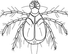 Key to Aquatic Mites Known from Alberta (created by H. Proctor, July 2006) Most illustrations have been redrawn by Heather Proctor from these two sources: Cook, D.R. 1974.