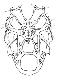gonopores (arrows in A 1 -C 1 at bottom of page) adults mites without gonopores (A- C at bottom of page); often only 2 pairs of