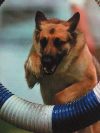 Beginning & Advanced Agility Seminars Sunday January 19, 2014 This is a seminar class of hands on instruction to learn how to play the FUN game of Agility with your GSD!