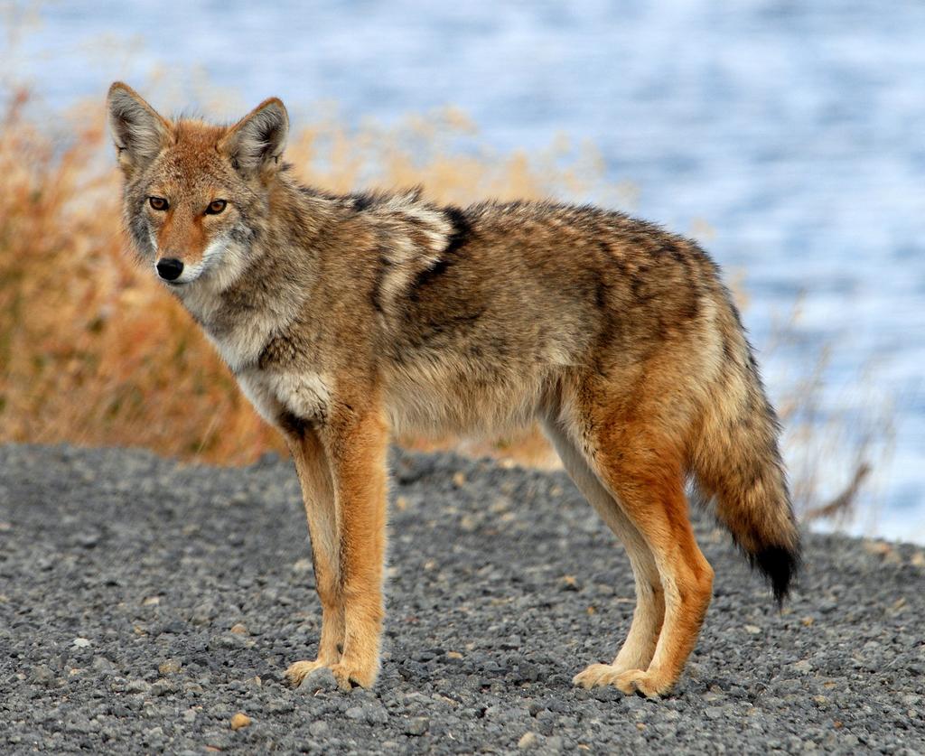 Distinguishing between a Wolf and A Coyote Wolves and Coyotes are two animals with similar coat colors, but different facial characteristics.