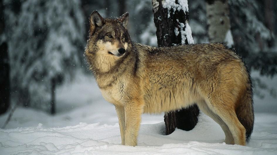 The wolf on the right has a broad snout and large nose pad, with small ears relative to its head size.