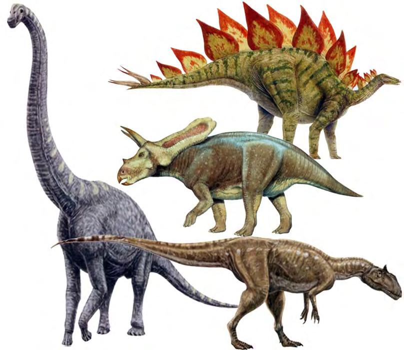 dinosaurs not shown in comparative scale to eachother. a: Brachiosaurus. B: Stegosaurus. C: Torosaurus. D: Allosaurus.