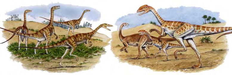 L-R: Coelophysis and Liliensternus are not in their correct time sequence. Number them in the order you think they occurred over time.
