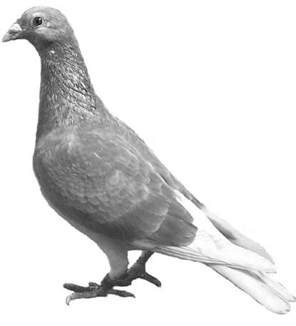 RACING PIGEONS Complete sale of the birds of Graham Watson Sale details Location: SAHPA Headquarters Address: 10 Baulderstone Road Gepps Cross Date: Sunday 16th October 2011 Time: 10.