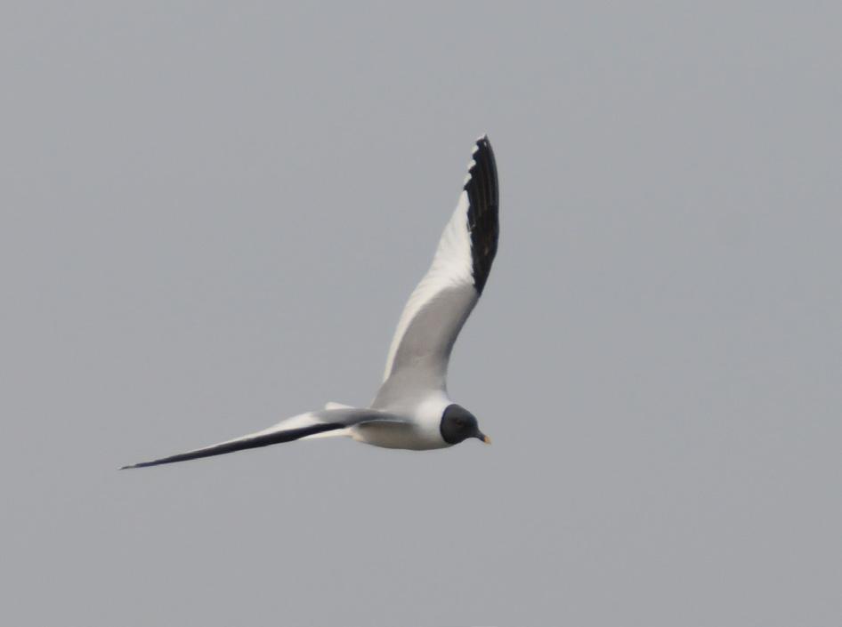 Sabine s Gull A small gull with black bill and yellow bill tip Slate grey hood that stretches some way down to the back of the neck Dark legs Slightly forked, white tail. An arctic breeding bird.