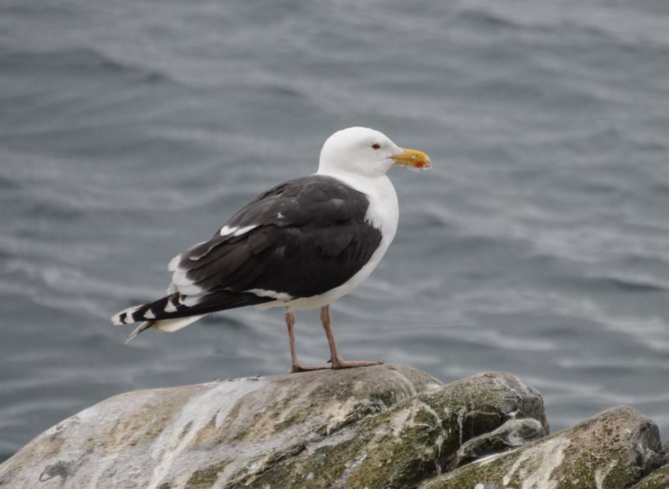 Great Black-backed Gull Our largest gull Breeds commonly along the coast; usually single pairs, but also in large colonies. Scarce inland, but breeds, for example, in Øvre Pasvik.