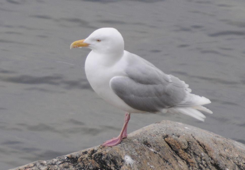 A rather common visitor along the coast of northern Norway in winter. Scarcer in summer. Largest numbers are seen in Kiberg and Vadsø Resembles Great Black-backed Gull in habits.