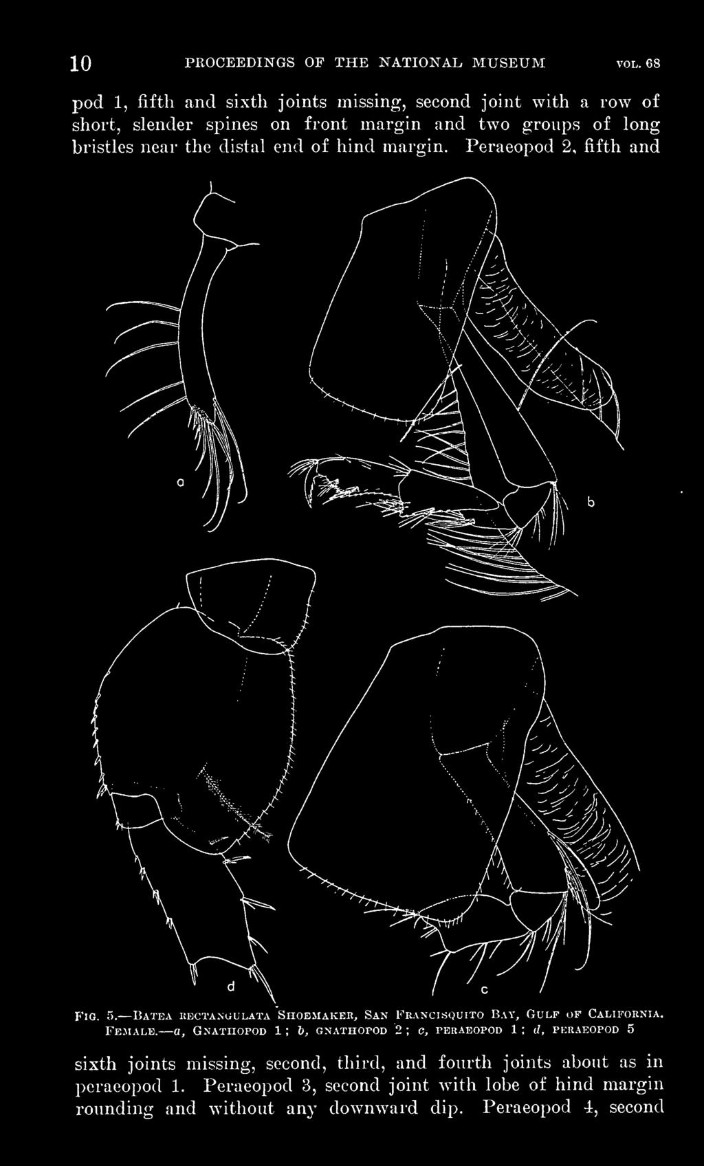 the distal end of hind margin. Peraeopod 2, fifth and Fig. 5. Batea kectanuulata Shoemaker, San Francisquito Bay, Gulf of California. Female.