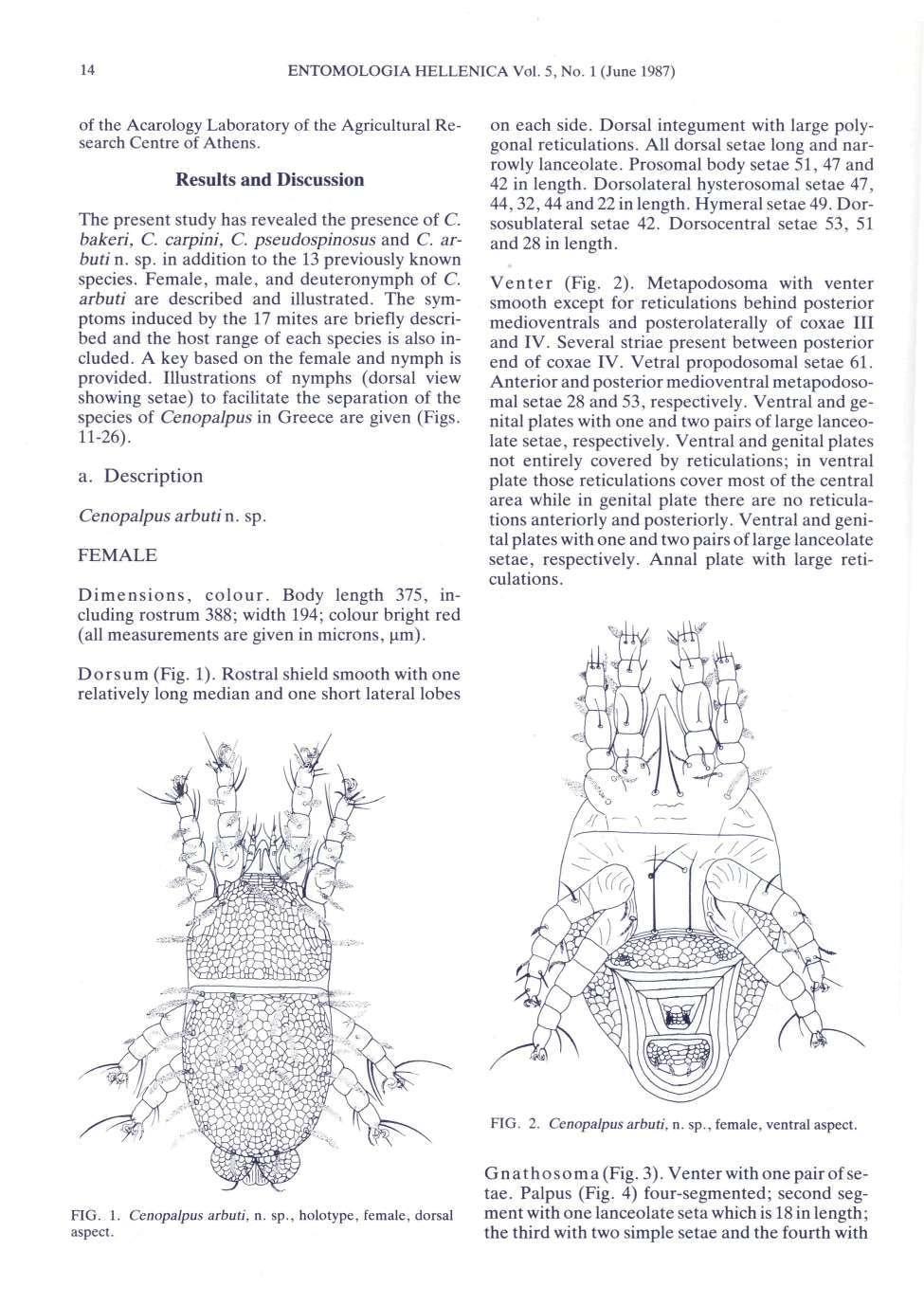 14 ENTOMOLOGIA HELLENICA Vol. 5, No. 1 (June 1987) of the Acarology Laboratory of the Agricultural Research Centre of Athens. Results and Discussion The present study has revealed the presence of C.