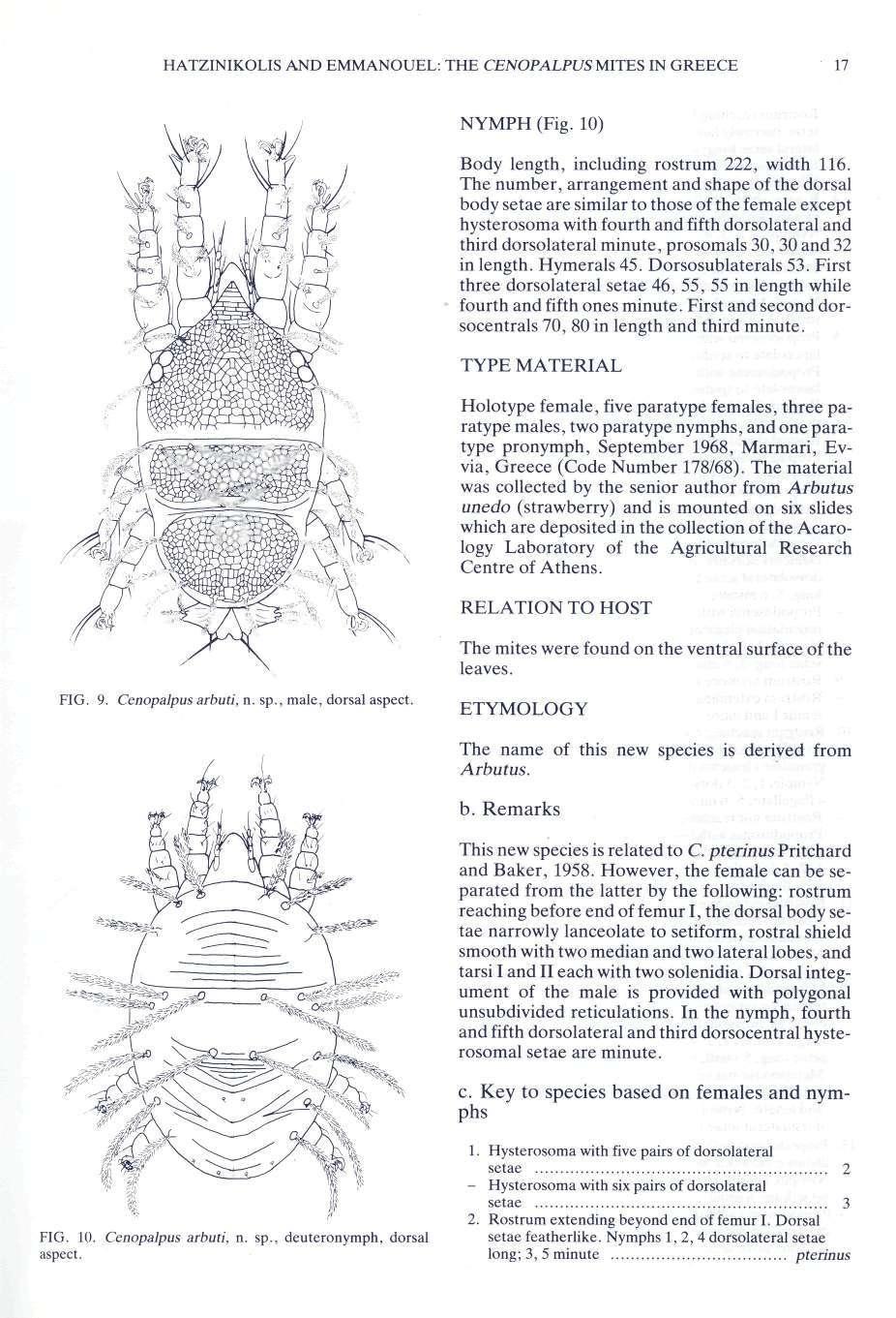 HATZINIKOLIS AND EMMANOUEL: THE CENOPALPUS MITES IN GREECE 17 NYMPH (Fig. 10) Body length, including rostrum 222, width 116.
