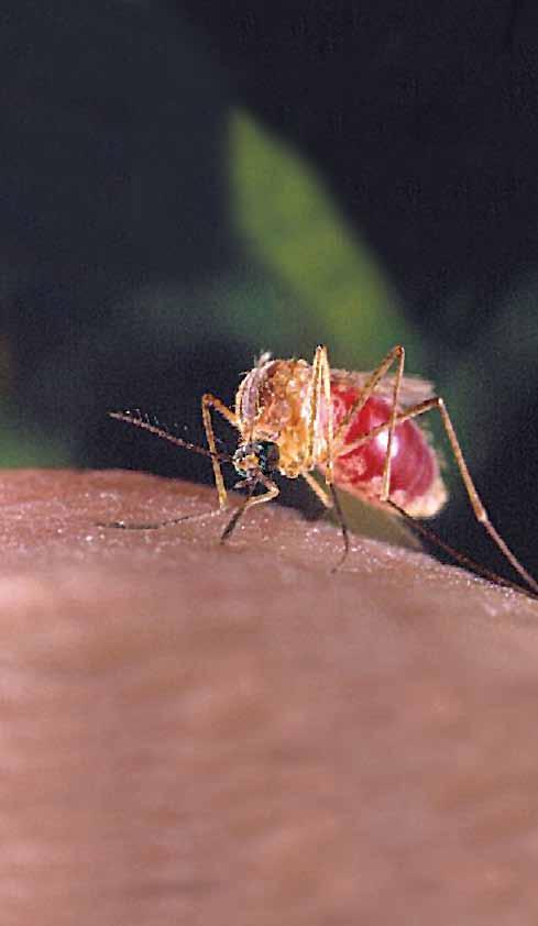 Guide to Mosquitoes, West Nile