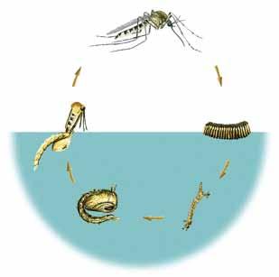 The Mosquito Life Cycle There are four stages in the life of a mosquito: egg, larva, pupa and adult. Mosquitoes eggs are laid so that they hatch in water.