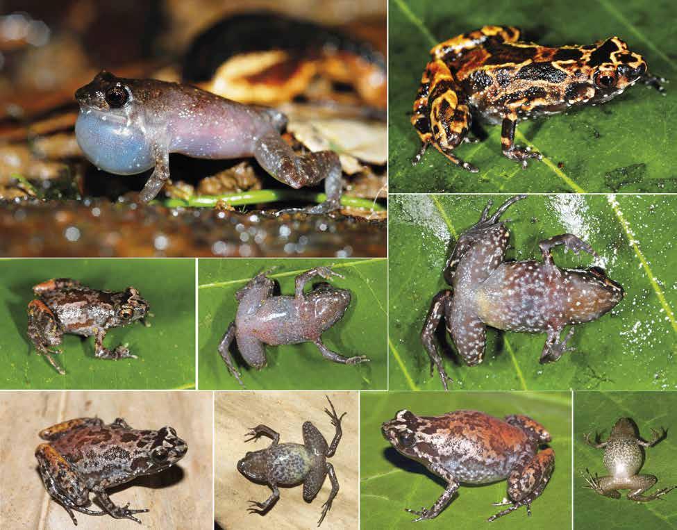Rkotorison, A. et l.: Integrtive txonomy of Stumpffi frogs b e c d h i f g Fig. 75. Stumpffi prdus sp. nov.