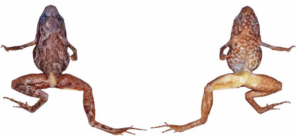 Rkotorison, A. et l.: Integrtive txonomy of Stumpffi frogs b Fig. 89. Preserved specimen of Stumpffi sp. C7, ZSM 379/2005 (FGZC 2826), from Mrojejy Ntionl Prk; scle br = 5 mm.