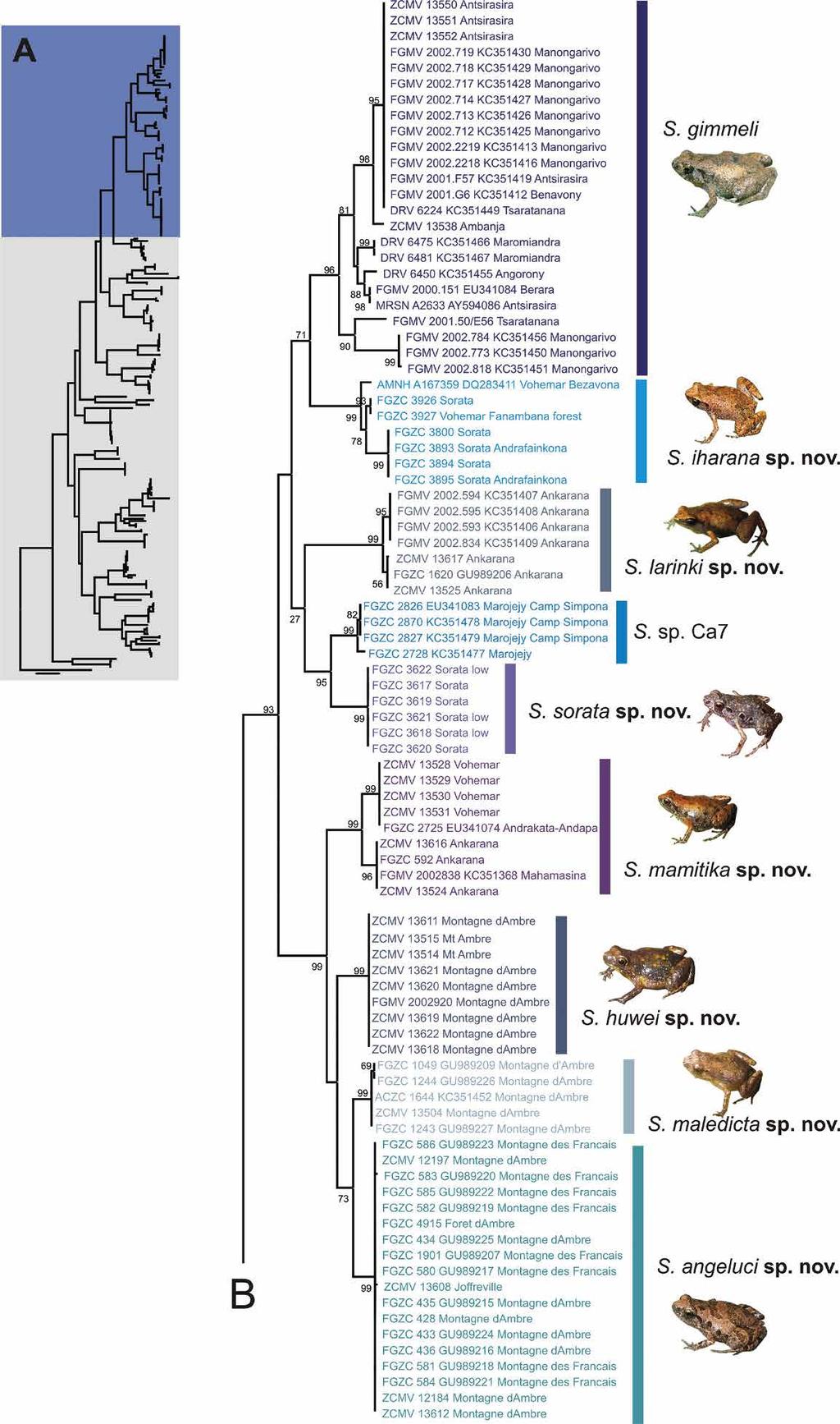 Rkotorison, A. et l.: Integrtive txonomy of Stumpffi frogs Fig. 3.