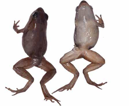 Rkotorison, A. et l.: Integrtive txonomy of Stumpffi frogs Electronic Supplement b c d e f Fig. S100. Stumpffi lrinki sp.