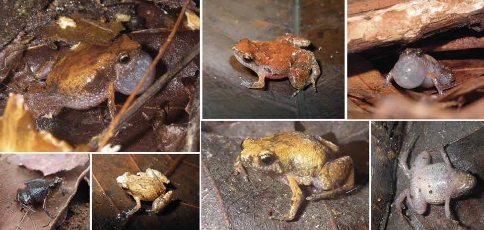 Rkotorison, A. et l.: Integrtive txonomy of Stumpffi frogs b c f g d e Fig. 21. Stumpffi nlmin, specimens in life.