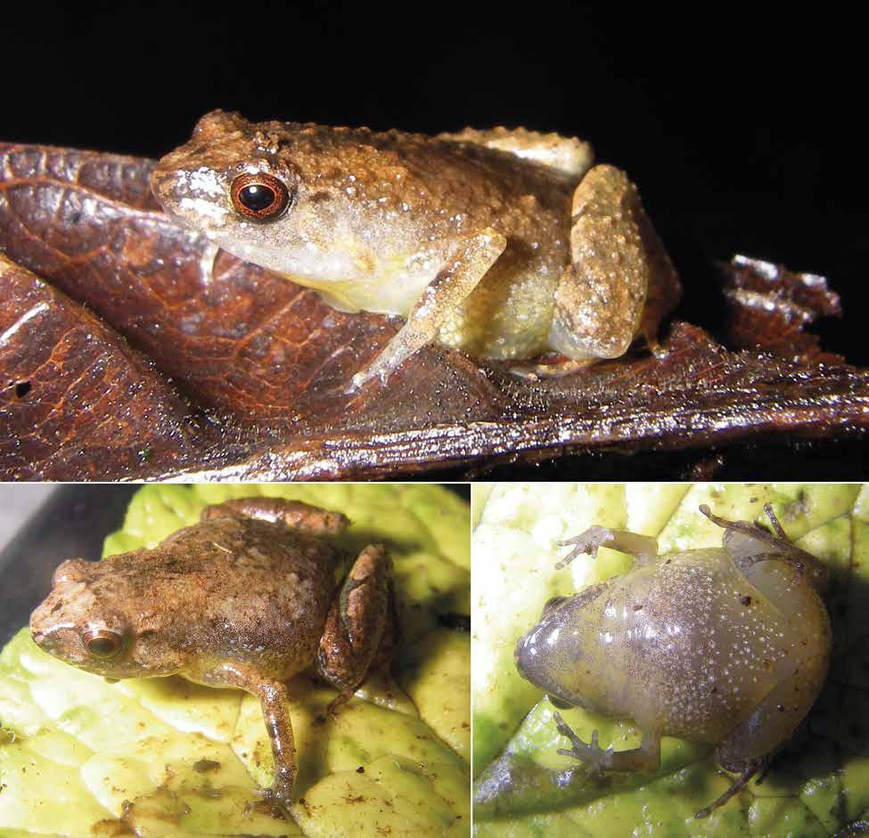Rkotorison, A. et l.: Integrtive txonomy of Stumpffi frogs b c Fig. 37. Stumpffi mledict sp. nov. in life: ( c) prtype ZSM 3244/2012 (ZCMV 13504) from Lc Mudit, Montgne d Ambre Ntionl Prk.