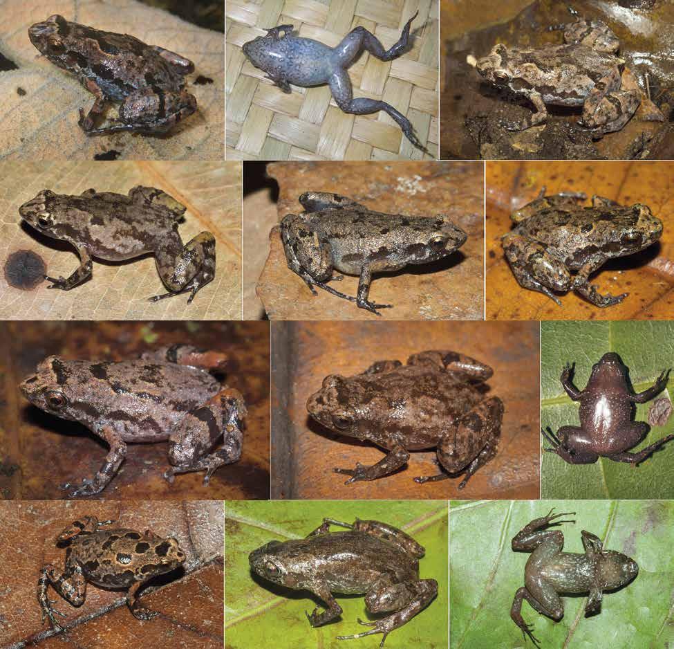 Rkotorison, A. et l.: Integrtive txonomy of Stumpffi frogs b c d e f g h i j k l Fig. 70. Stumpffi jennoeli sp. nov.