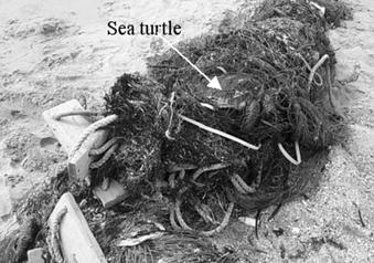Sea turtles caught in fish traps were essentially caught not by the traps, but got entangled in buoy lines of the traps.