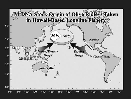 Figure 1. Sea turtle stock origin of olive ridley s incidentally captured by the North Pacific, Hawaiibased longline fishery. The loggerhead story is fairly well established.