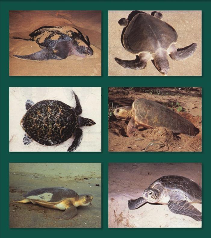 Pacific Marine Turtles The Western Pacific Regional Fishery Management Council (WPRFMC), the federal authority for fisheries in the U.S.