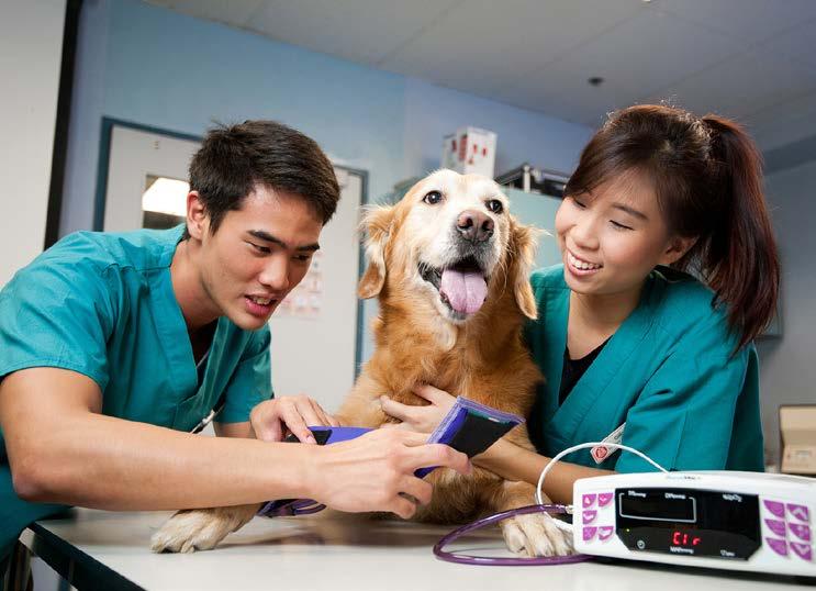 Veterinary Technology Achieve your life-long dream of developing vaccines or treatment for animals suffering from diseases or working with animals in the veterinary, aquaculture and wildlife