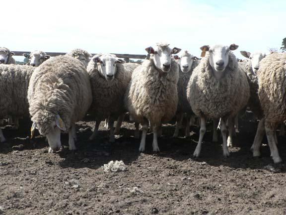 Self Replacing Maternal Flock Ewe